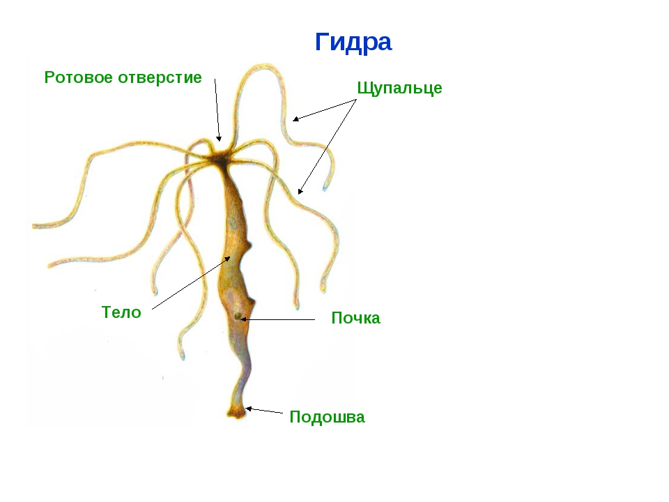 Не зачисляются деньги на кракен