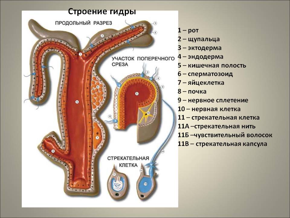 Kraken как найти ссылку