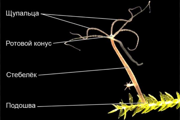 Кракен почему не заходит